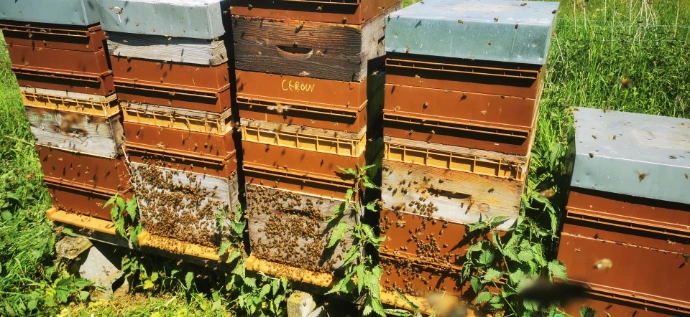 Ruches de production