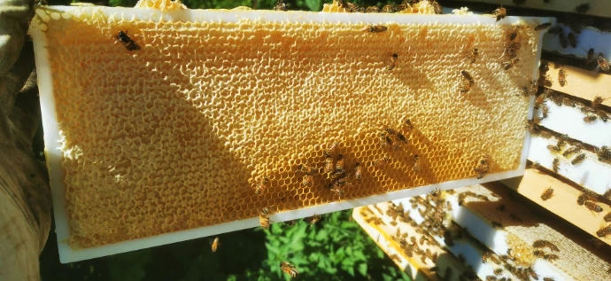 Récolte du miel
